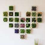 Succulent Wall Decor